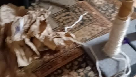 Cats playing