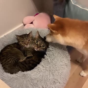 Funny Dog 🐶 asking Cat's 🐈 what are doing guys? Joy Funny Factory