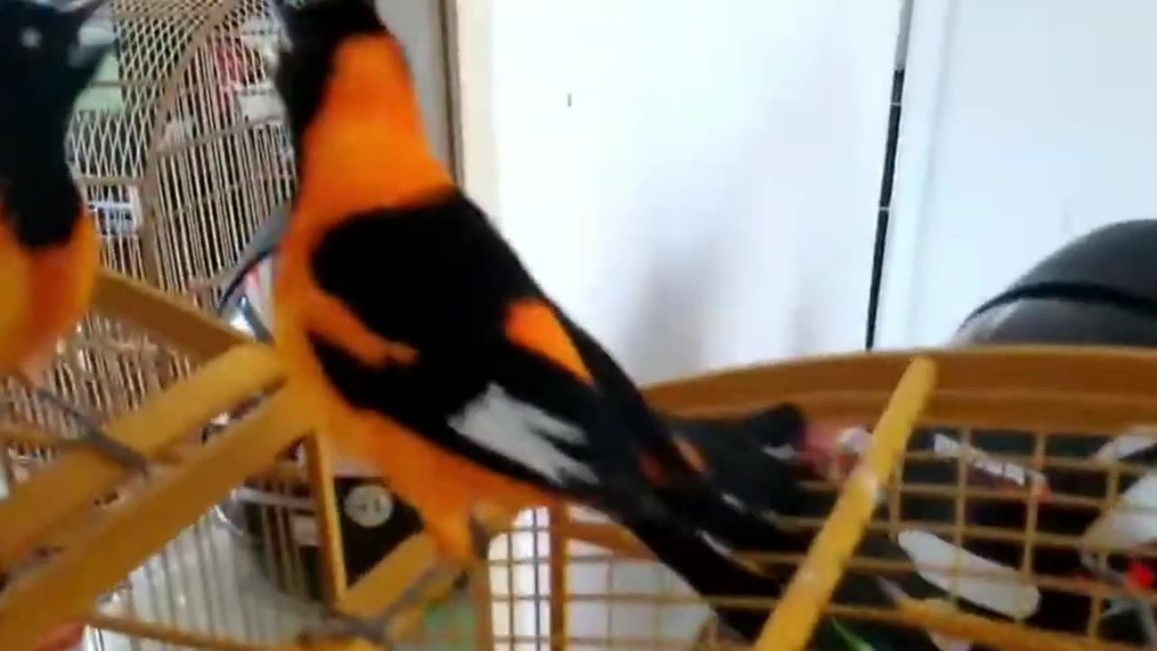 Currupião singing to female