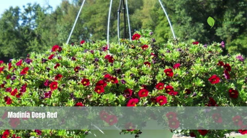Madinia® Deep Red Mandevilla