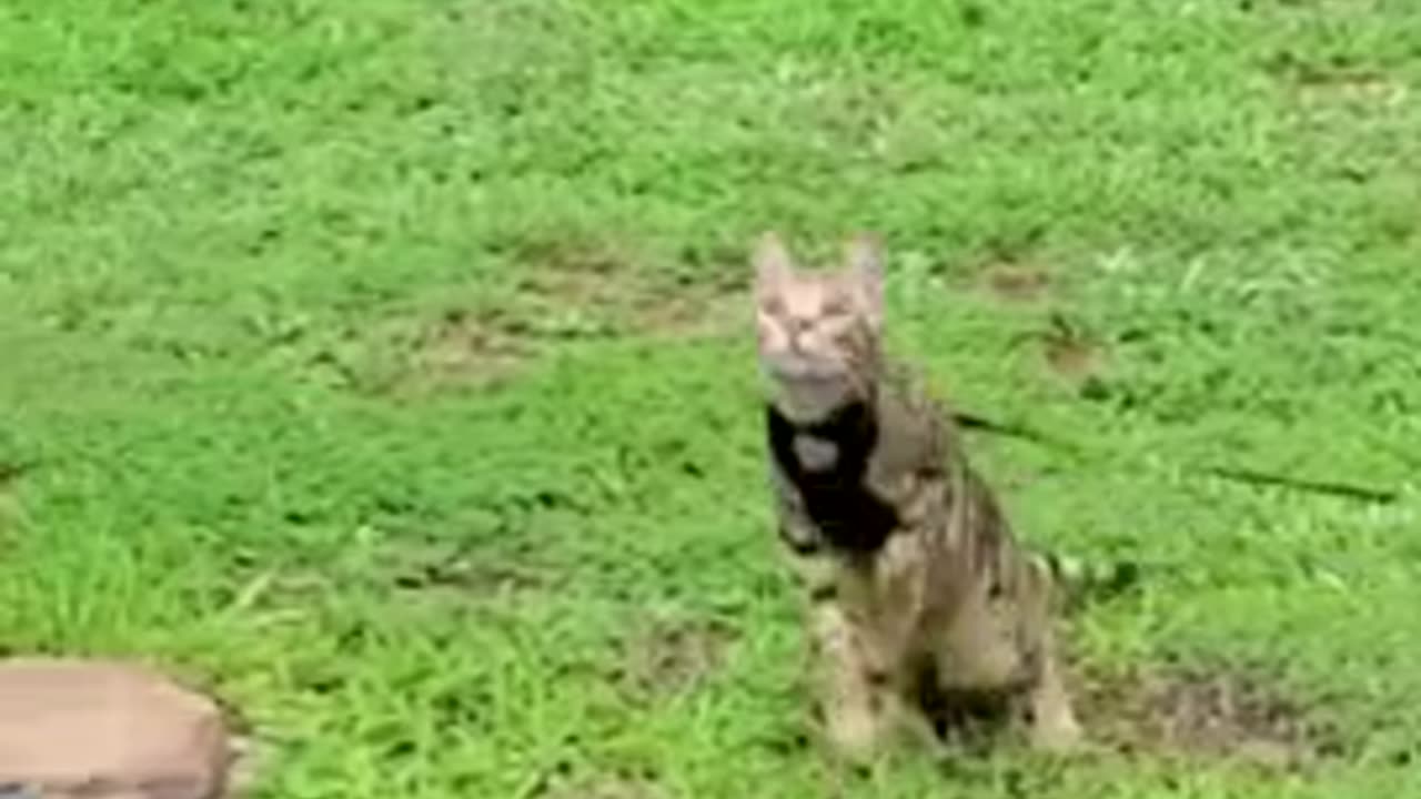 Funny animals