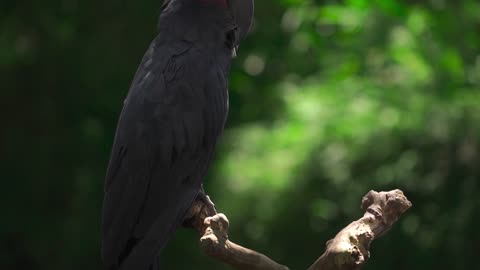🐦🕊️🕊️🐦