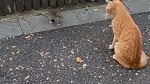 Small animals also have a funny moment