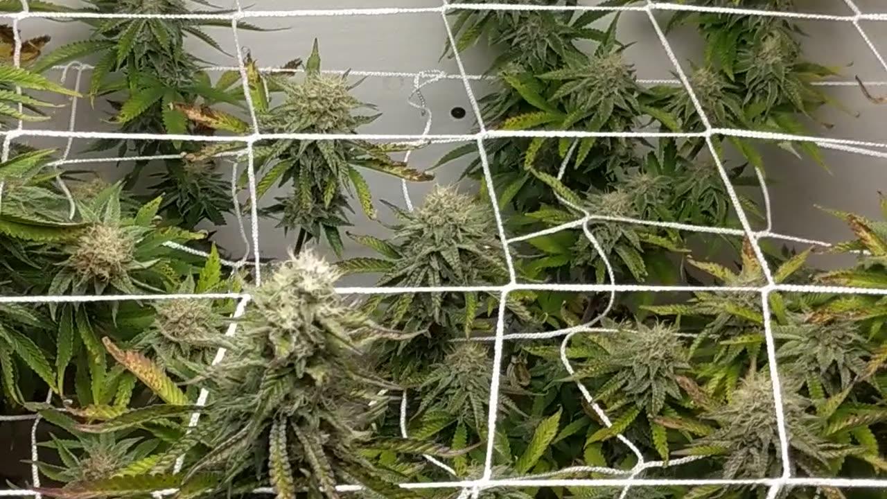 Cheap and easy grow: wk.6