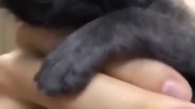 Cat Funny Videos...( So cute! ❤️😂🔥) #shorts#catlove#love