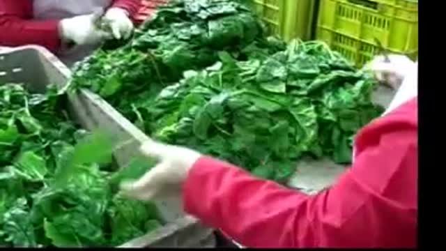 Produzione verdure cotte Carradori