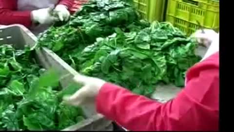 Produzione verdure cotte Carradori
