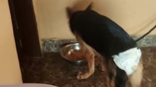 My Pet Video