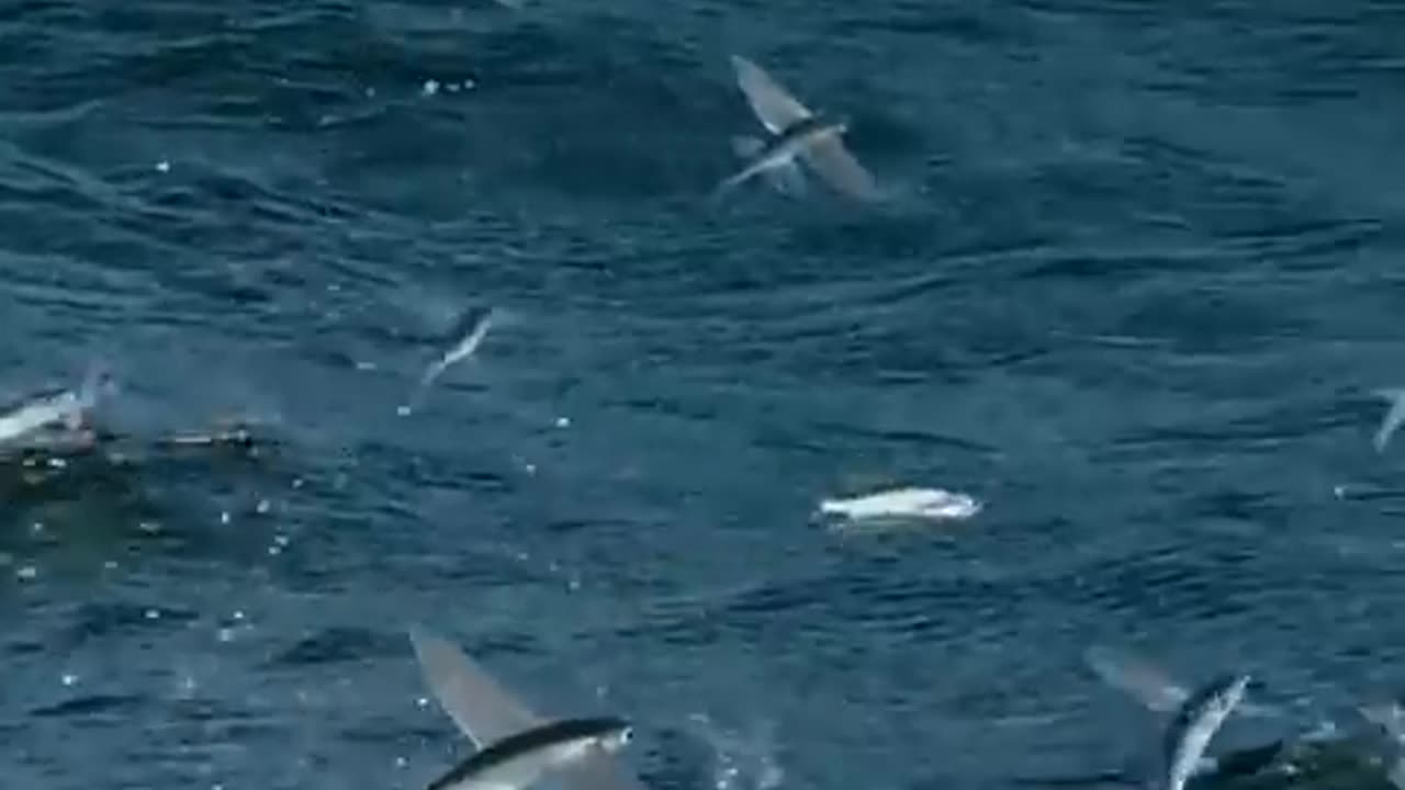 3 dangerous water animal