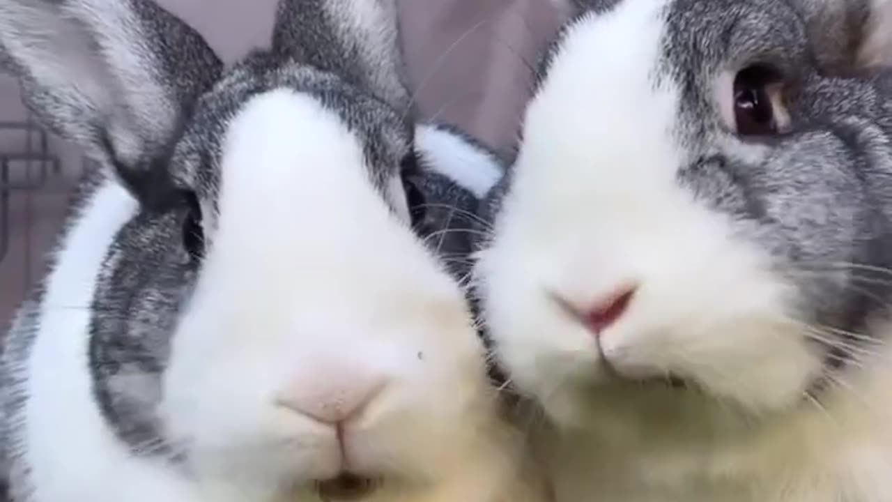 Cute Rabbit duo || funny pets || dogs || cat || 4K Quality || HD Video