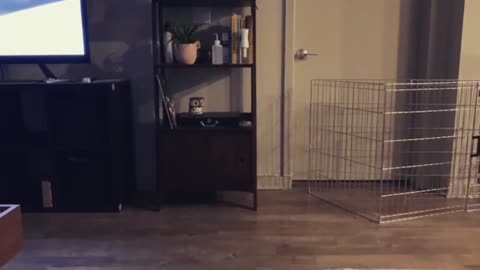 Husky Puppy Gives Up Running After His Mom