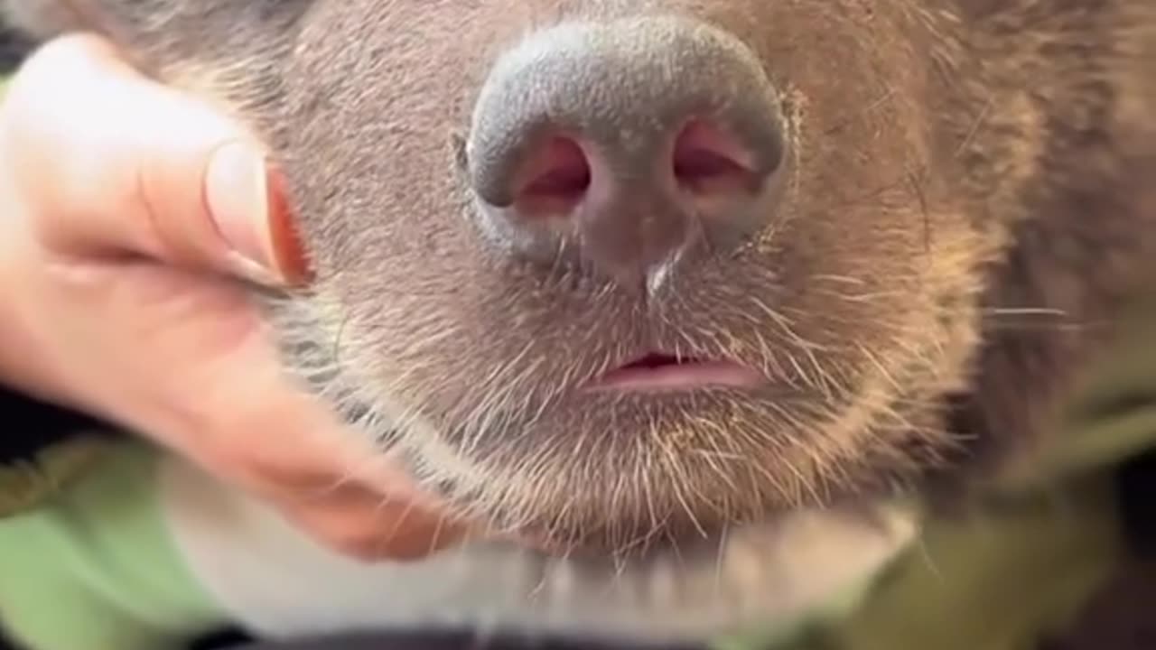 Nap time for bear cubs 😍