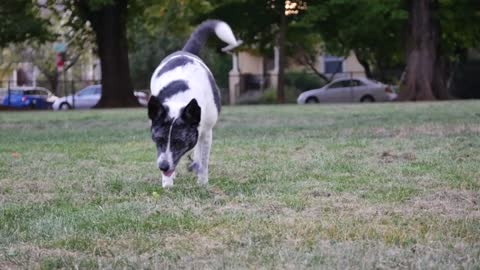 Dog Canine Walk Pet Park Estray Animal