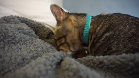 10 things i wish i know before buying a kitten