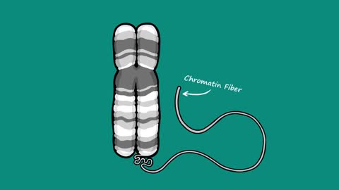 What is a Chromosome?