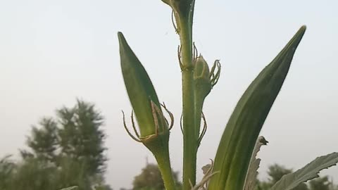 A beautiful vegetable plant ( lady finger)