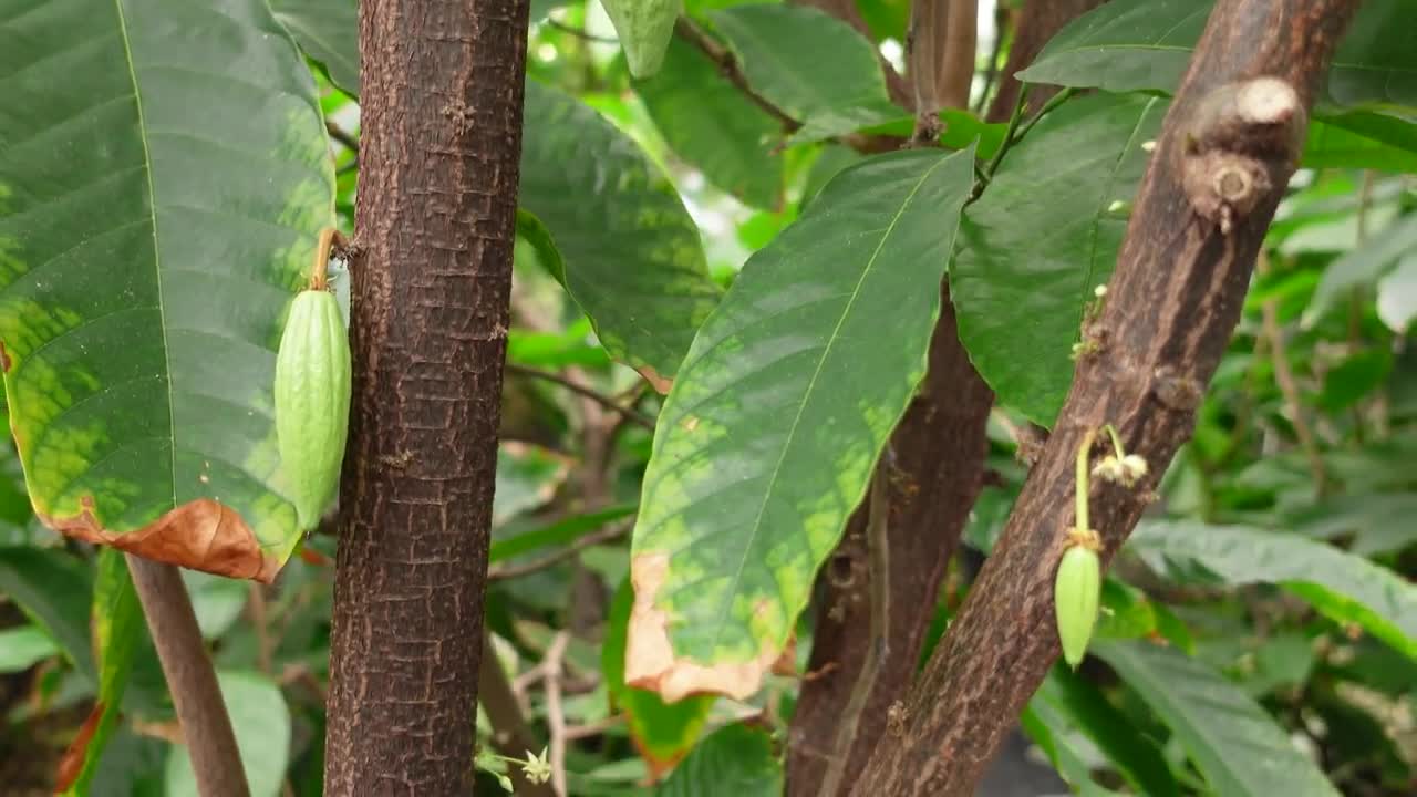 How one British laboratory protects the world's chocolate