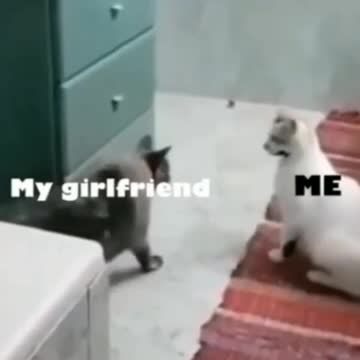 Cat Slapping The Cat BumBum - Tiktok Cats (Funny Animals#334)