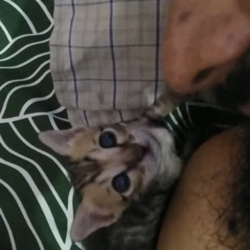 Homeless kitten injured