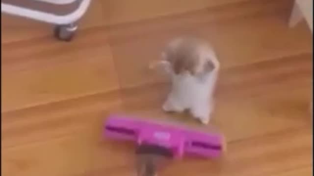 Cute cats 🐹funny moments 😅😅🐹
