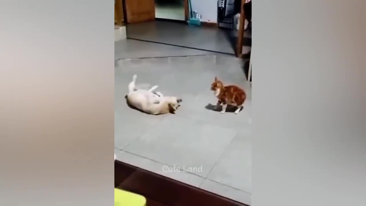 Funniest animals 2023 😂 Best funny cats and dogs 😺🐶