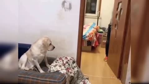 Funny baby 🐕 video