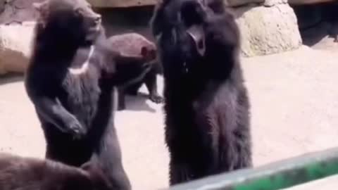 Funny Animal Video #7