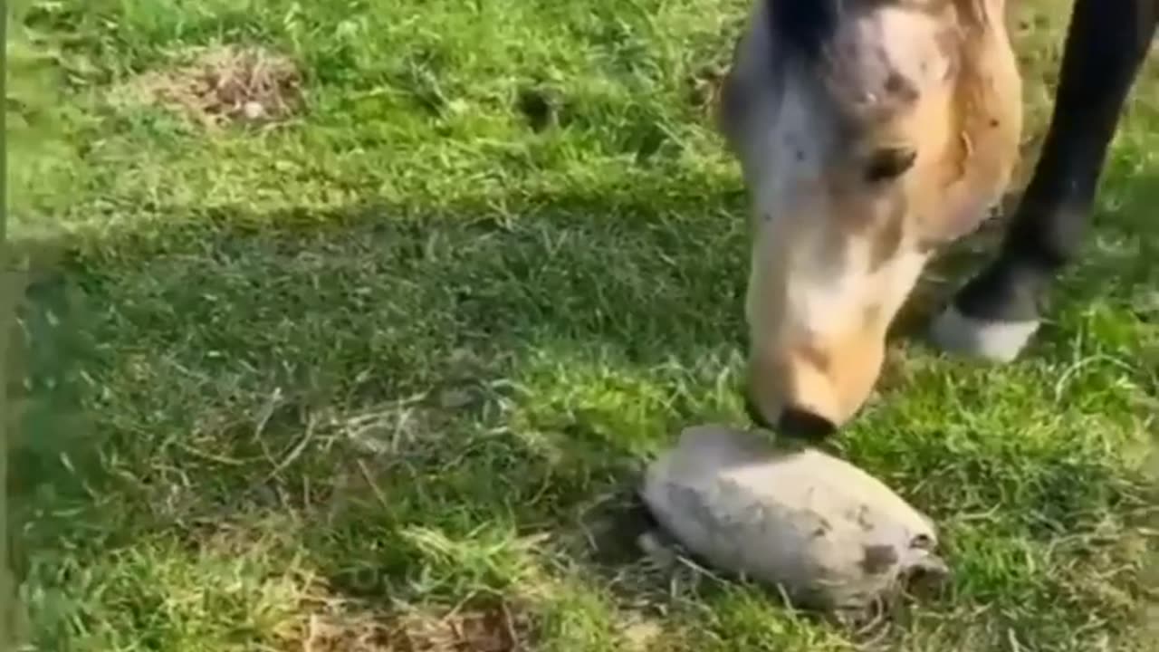 Funny animals videos