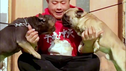 [Pet dog]Dogs are man’s most loyal friends[pug]Cute funny bulldog28