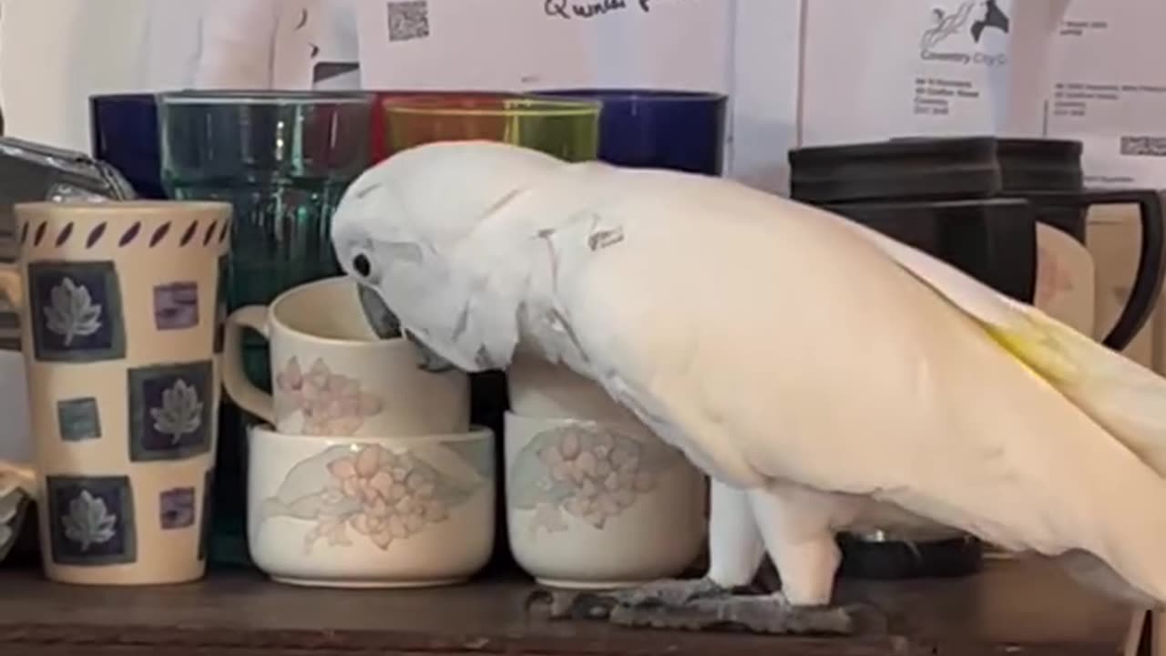 Funny parrot |cockatiel parrot | Funny birds | Funny animals