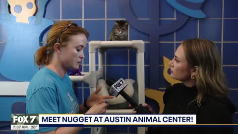 Cat of the Weekend Nugget at Austin Animal Center FOX 7 Austin