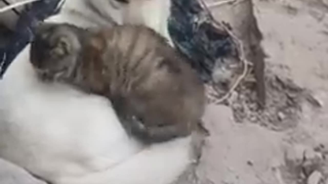 Funny animals