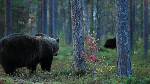 Finland Magnificent Huge Bears