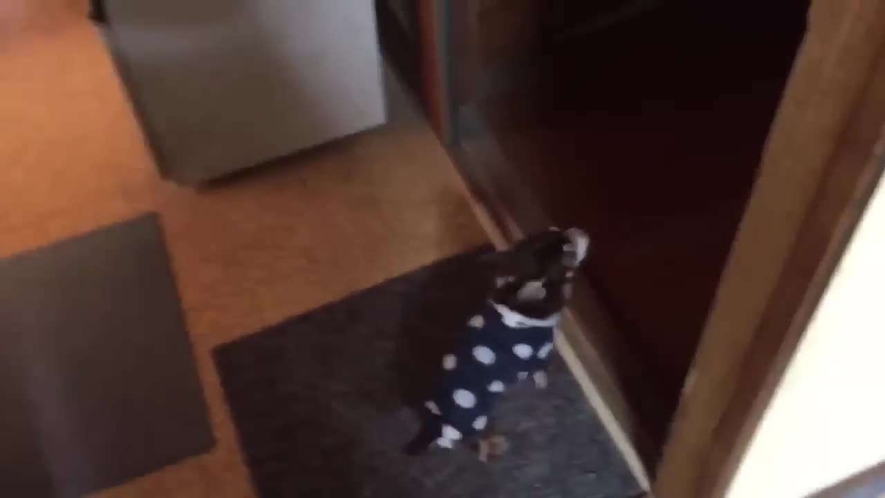 Funny dog vidéo