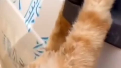 Cat need helps