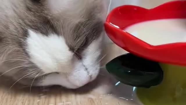 Feed, water, and play with the cats.