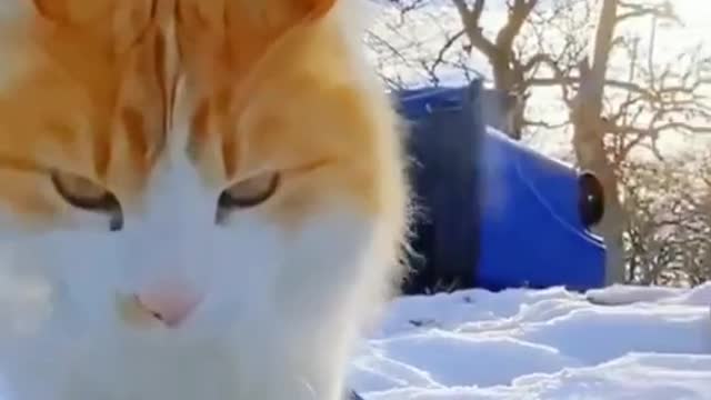 Snowboarding cat! 🏂❄️