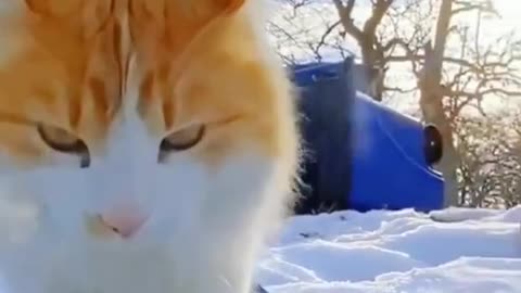 Snowboarding cat! 🏂❄️