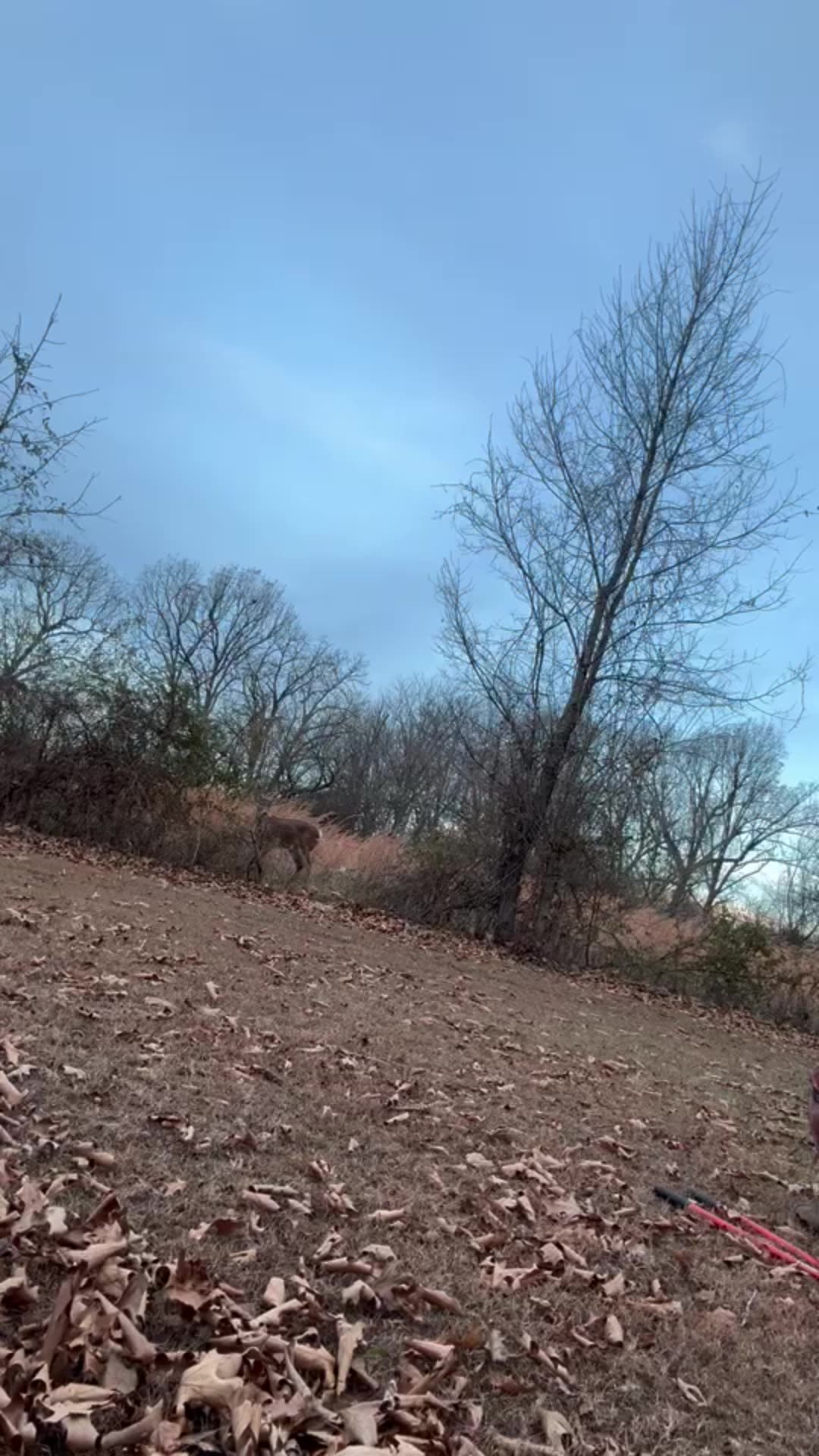 Woman Cuts Fence To Free Tangled Buck