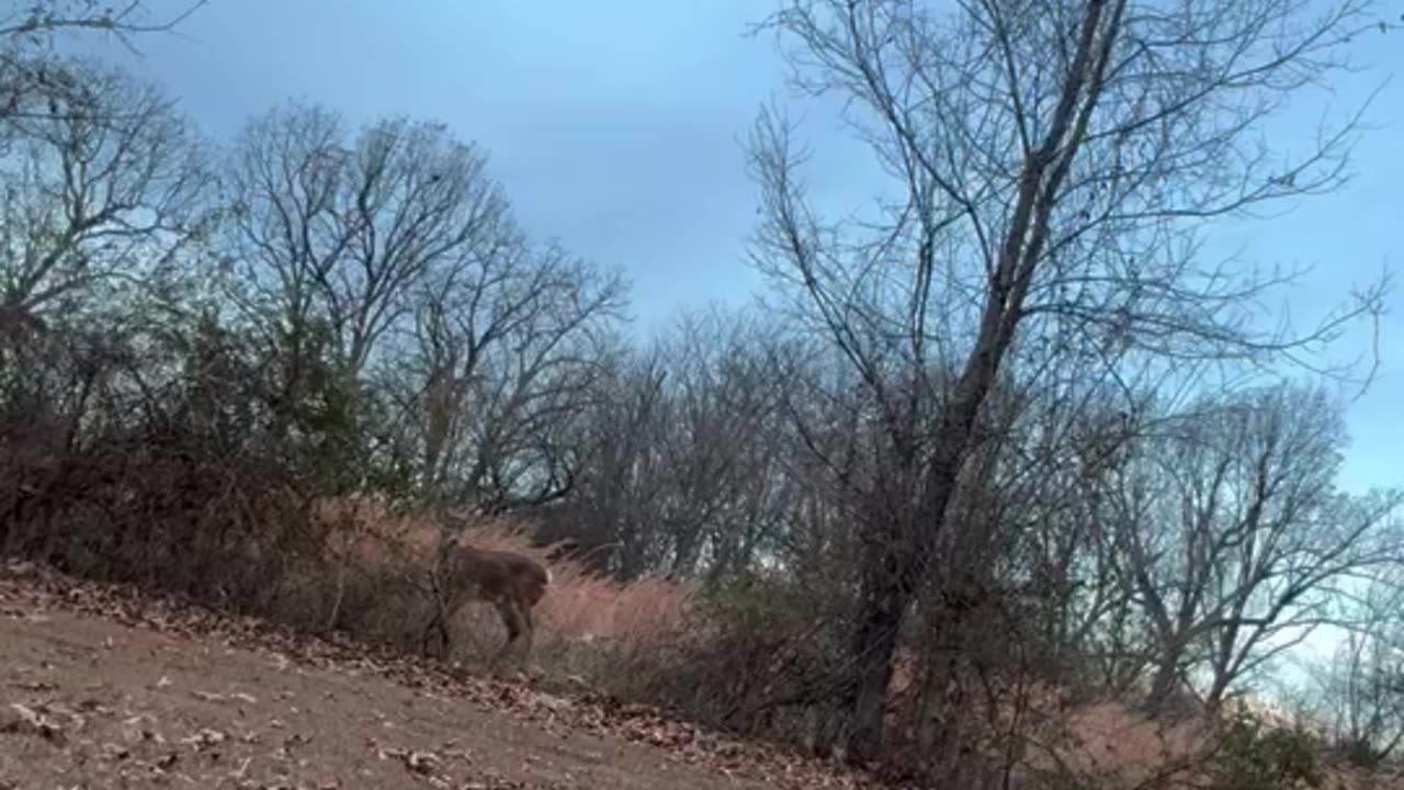 Woman Cuts Fence To Free Tangled Buck