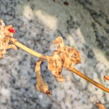 A spider with a yellow cross / beautiful arachnid in nature.