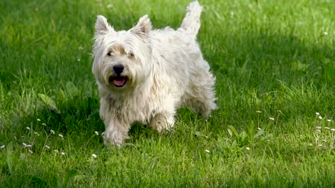 cute white dog walking in grass