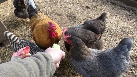 My hens love cucumbers.