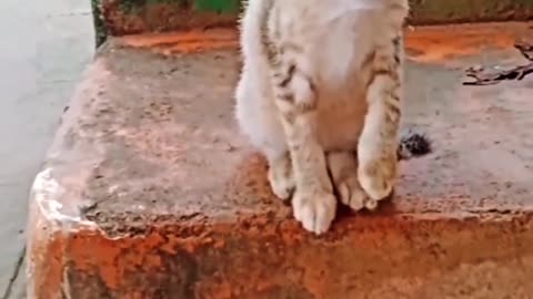 Funny animal videos|Cute animal videos |Funny dog&cat videos|Hilarious pet videos|funny video