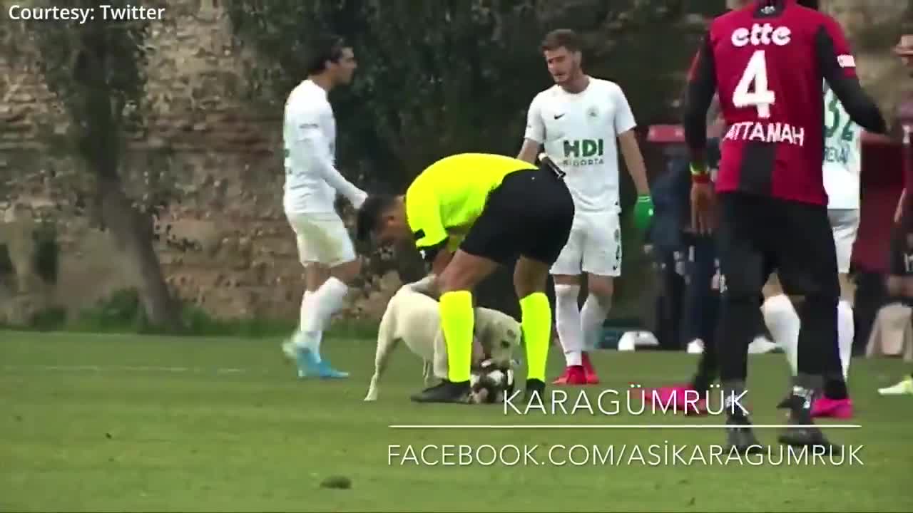 How a dog brought a football match to a halt