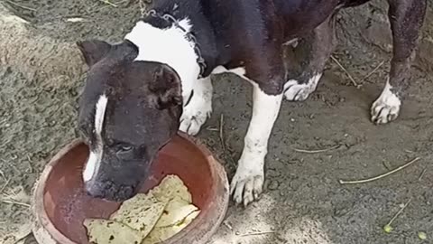 My Dog enjoying the Meal with Desi wheat 🌾😋