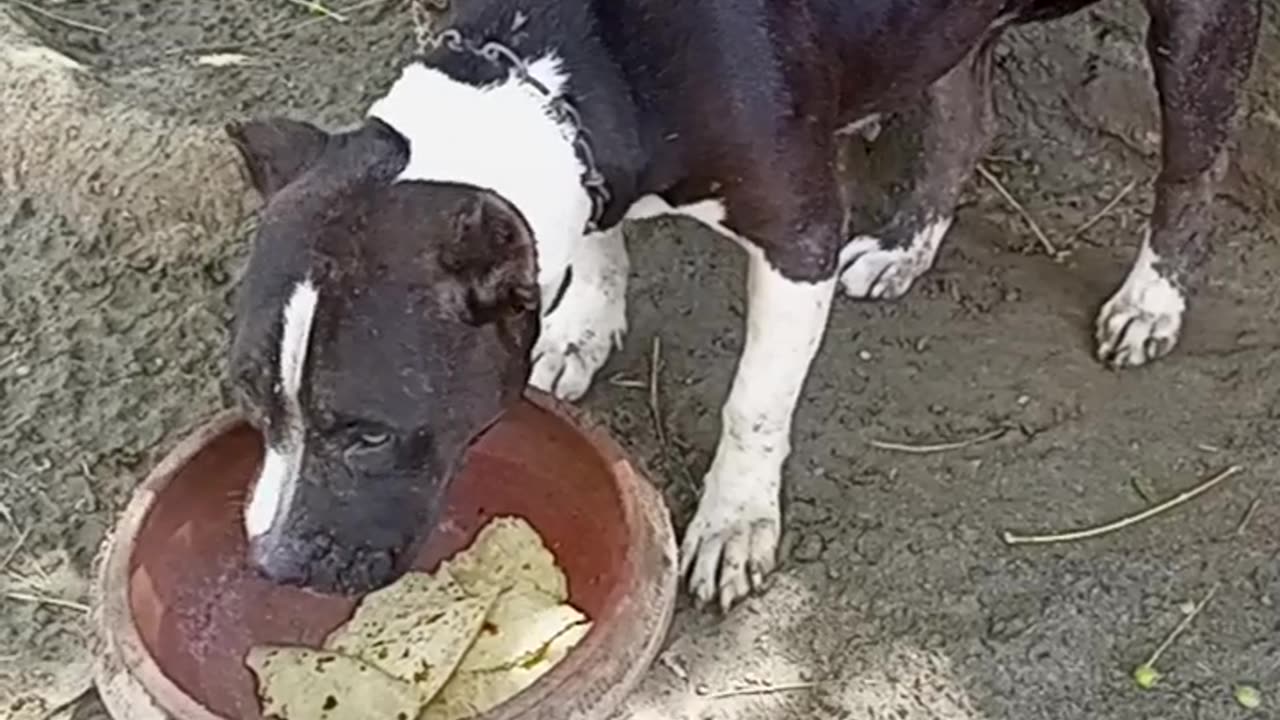 My Dog enjoying the Meal with Desi wheat 🌾😋