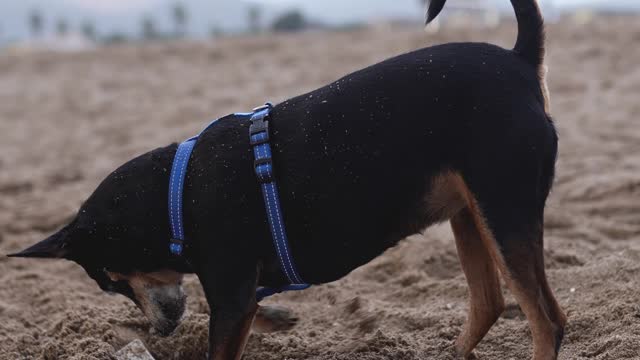 A Dog in a Pet Harness Digging