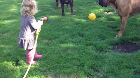 Onze dochter speelt met onze 3 Boerboels Onze dochter speelt met onze 3 Boerboels