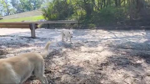 Suwannee River Fun Dogs Swimming